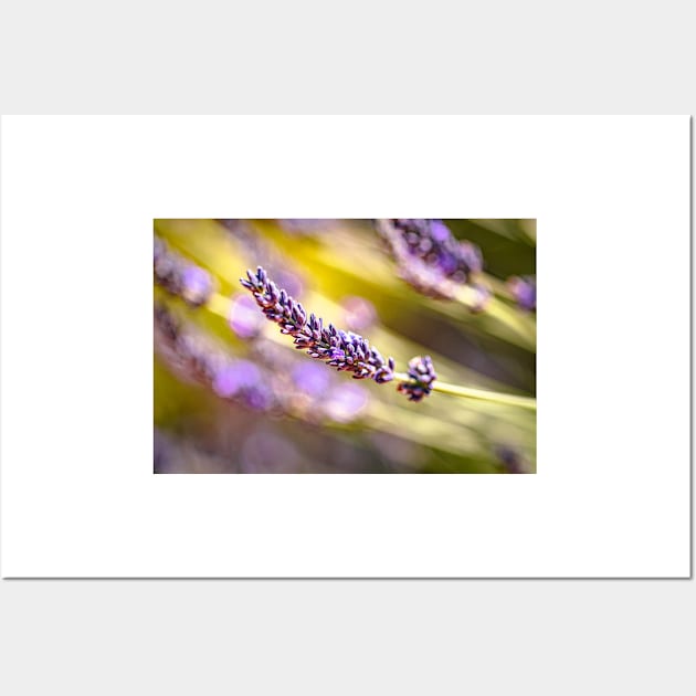 Lavender in garden Wall Art by blossomcophoto